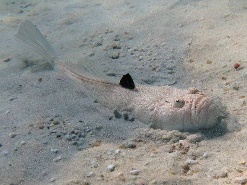 Uranoscopus scaber (Pesce prete)